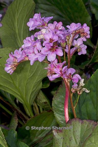 bergenia crassifolia 1 graphic